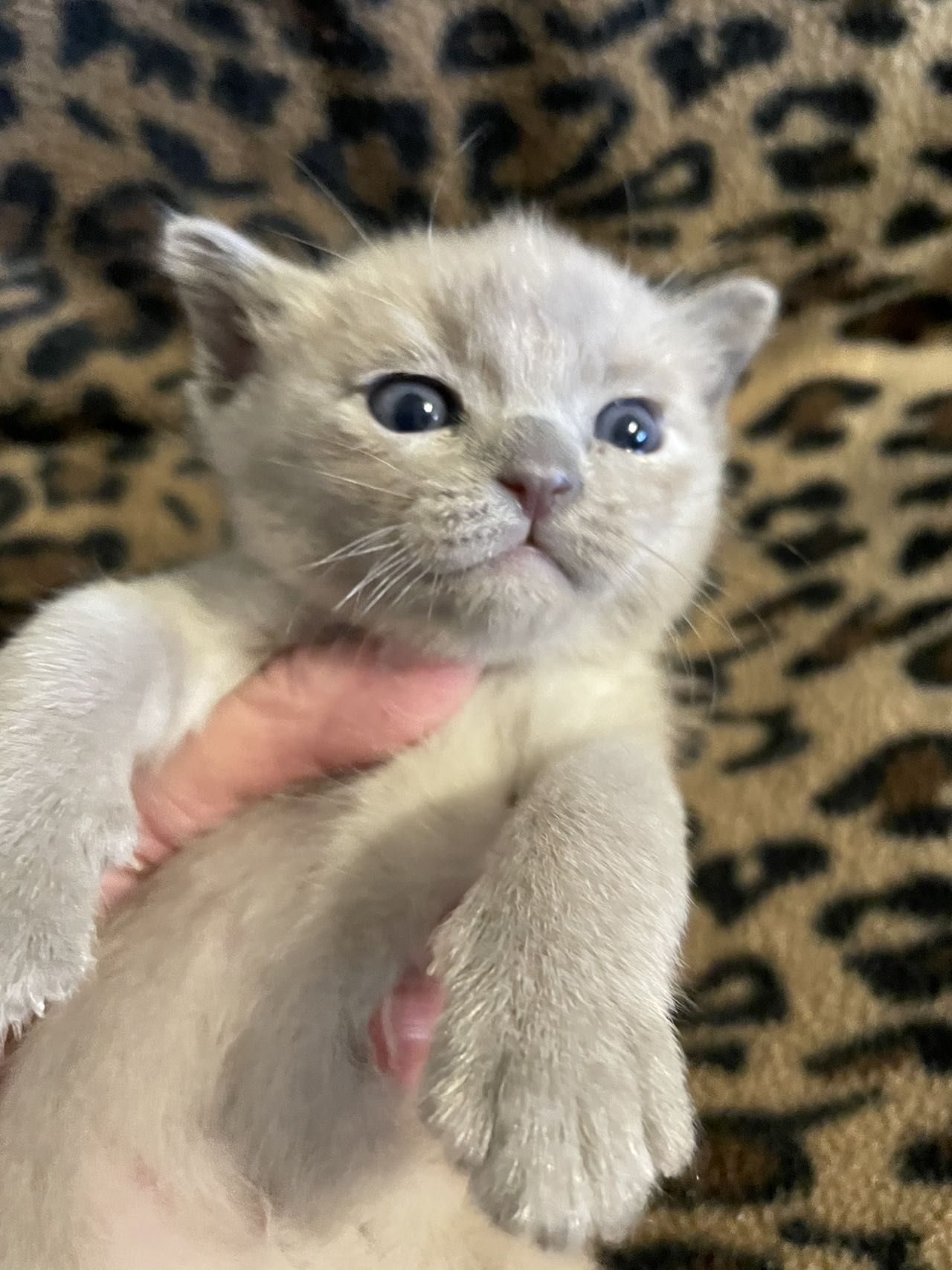 Litter 1 Kitten 2