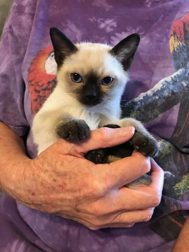 Litter 1 Kitten 3