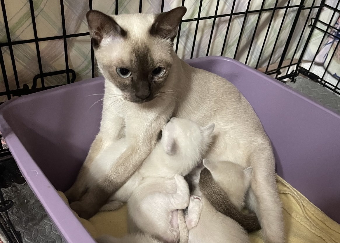 Mom