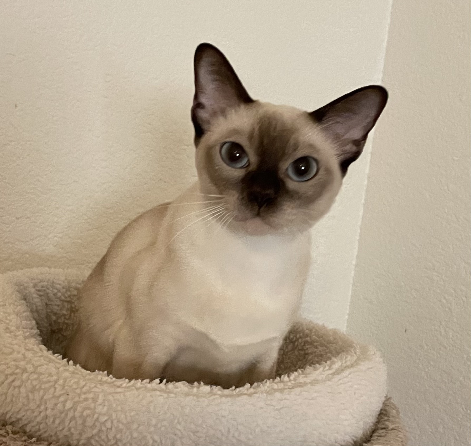 Salsa, our beautiful mom